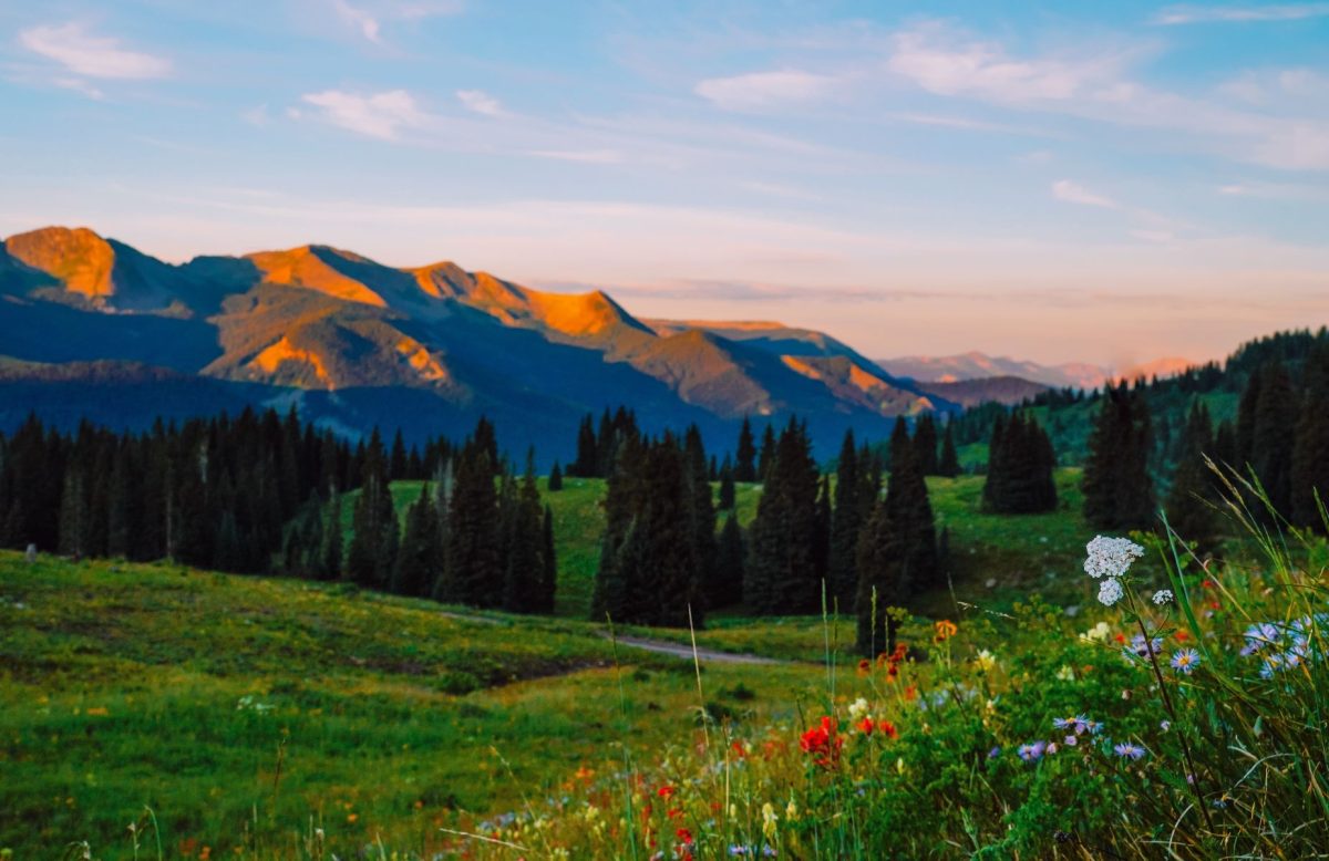 wildflowers in Crested Butte