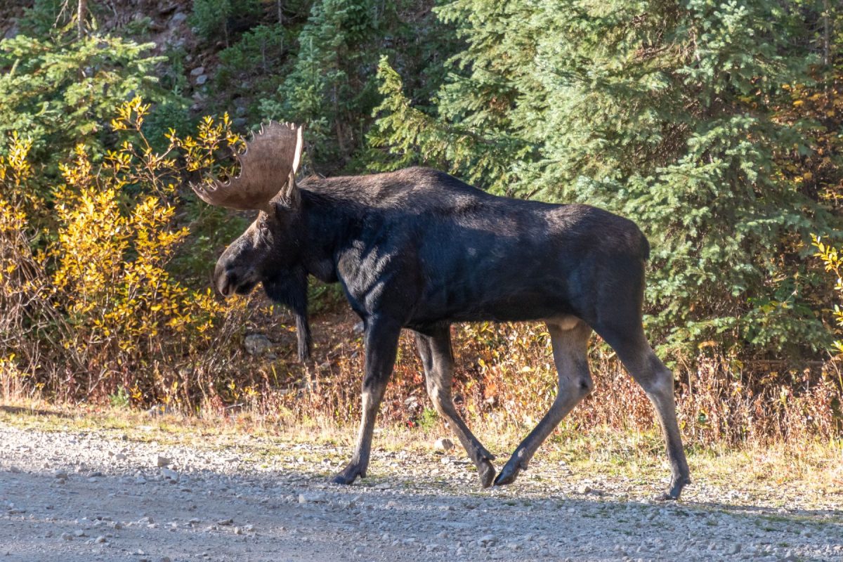 moose walking along the road in crested butte